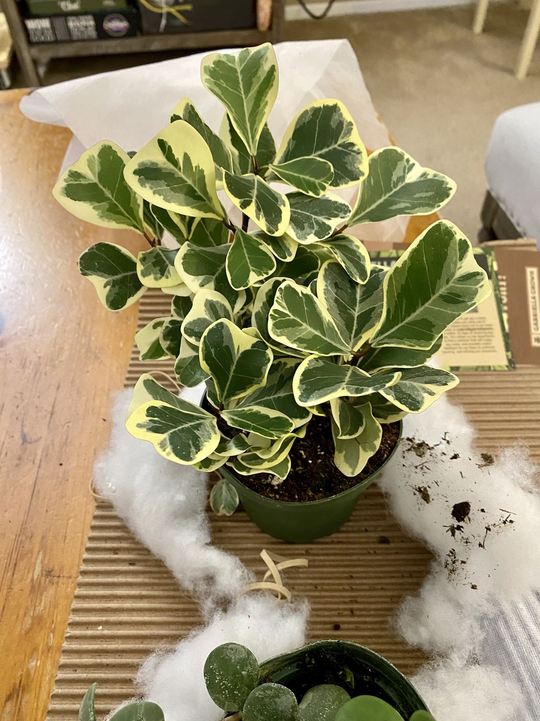 Customer photo review of 4" Ficus triangularis