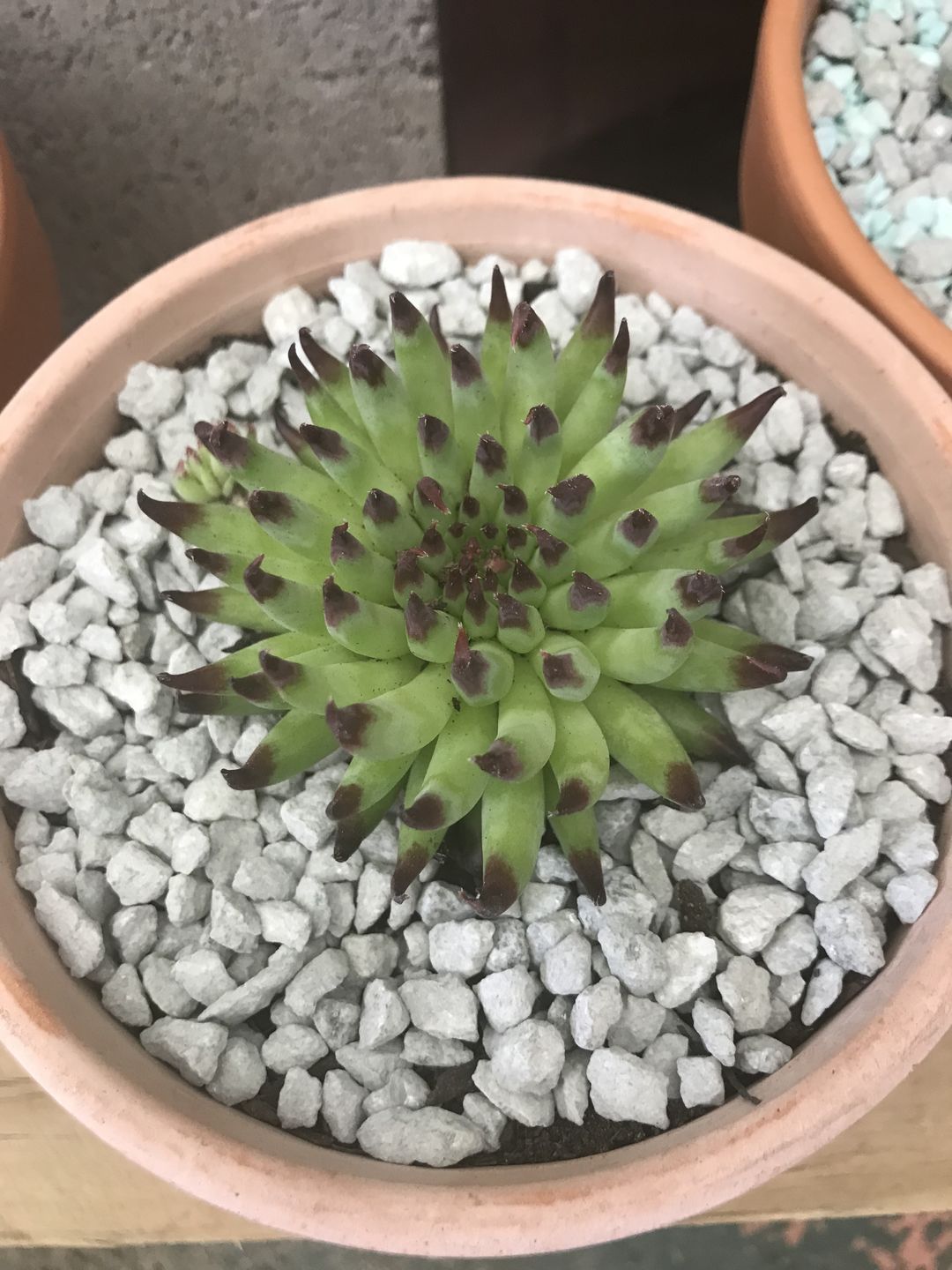Customer photo review of Sempervivum Pittoni