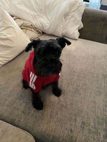 Customer photo review of Felpa "Adidog" Rossa