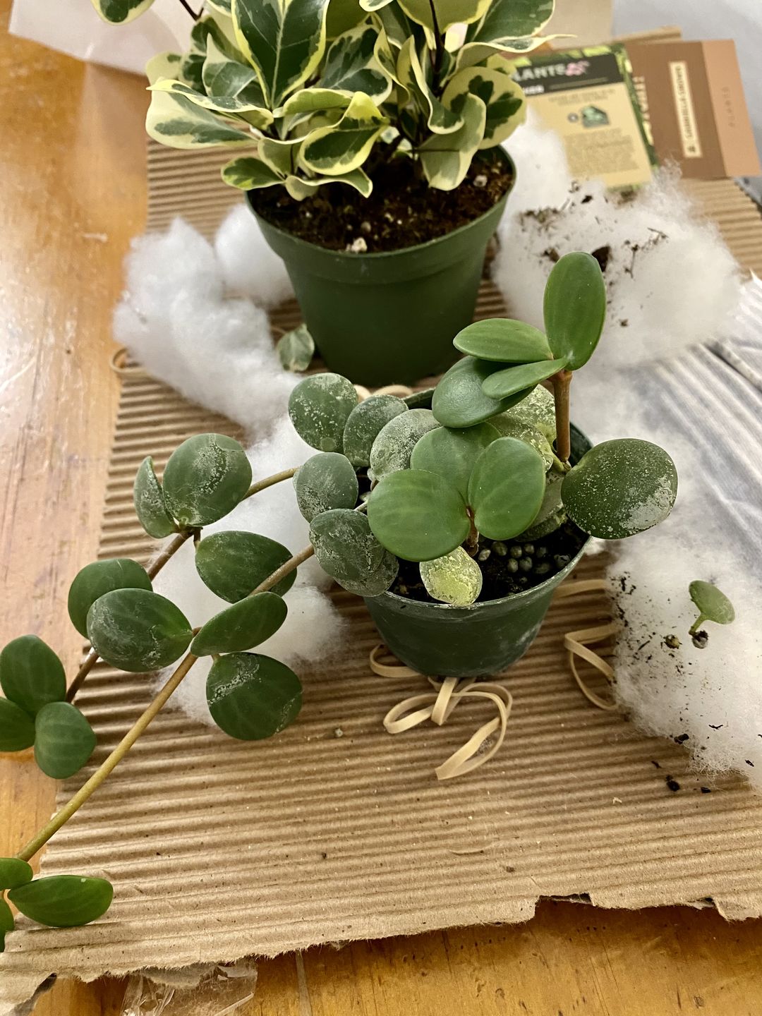 Customer photo review of 3" Peperomia 'Hope'