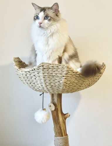Customer photo review of Michu Selected Real Wood Cat Tree, Large