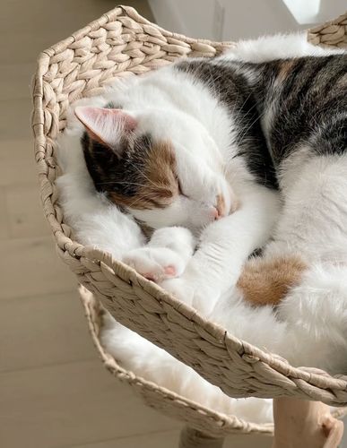 Customer photo review of Michu Selected Real Wood Cat Tree, Large