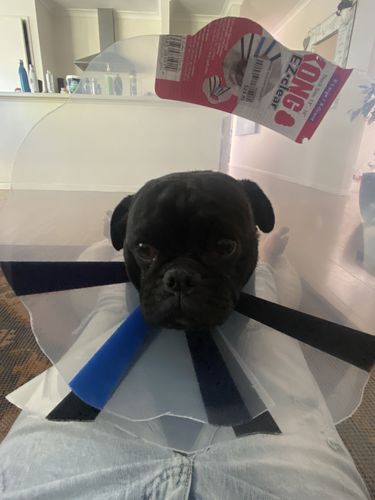 Customer photo review of Manuka Dog Balm