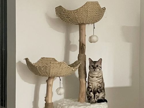 Customer photo review of Michu Selected Real Wood Cat Tree, Large