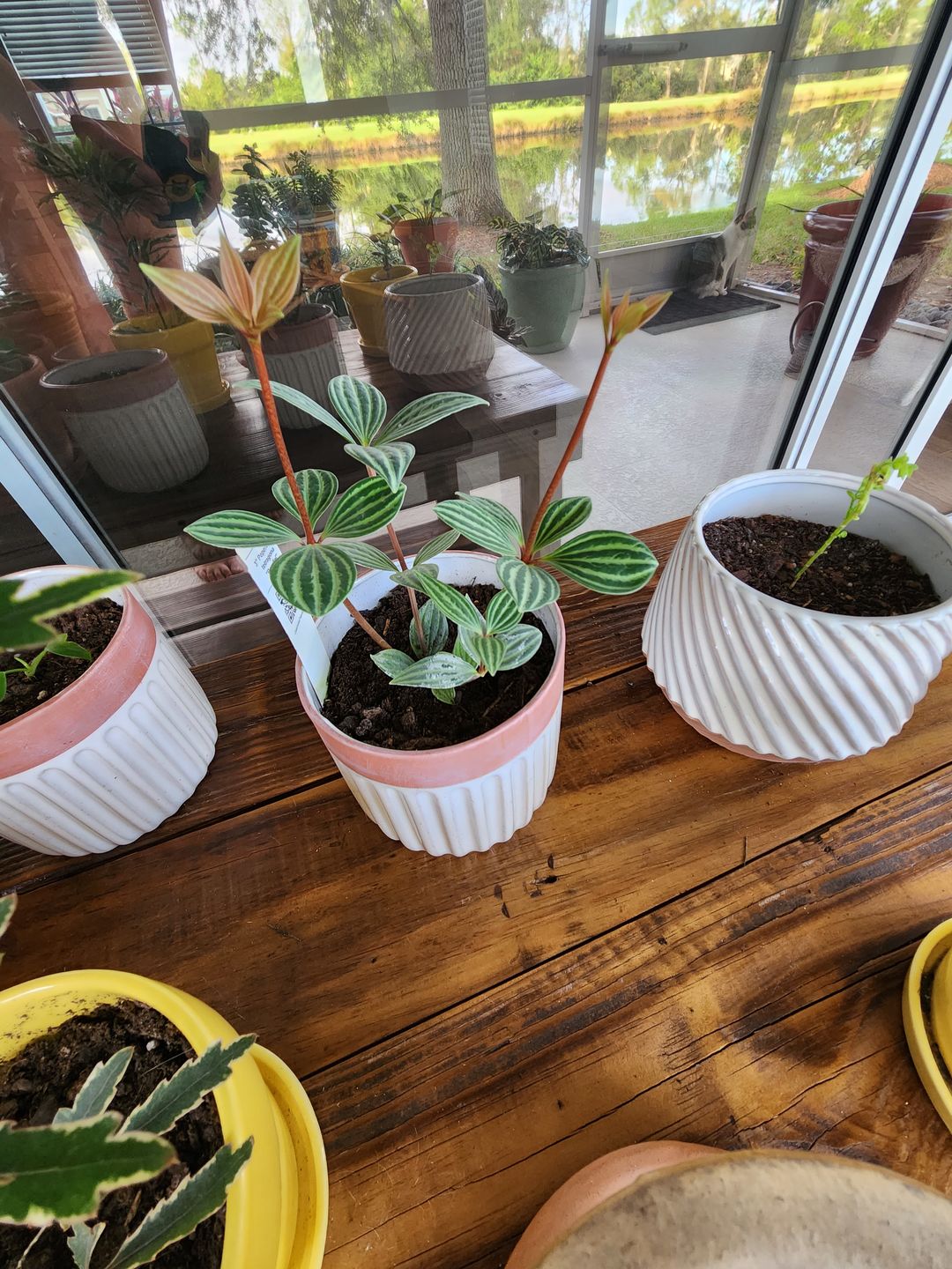 Customer photo review of 3" Peperomia tetragona "Parallel"