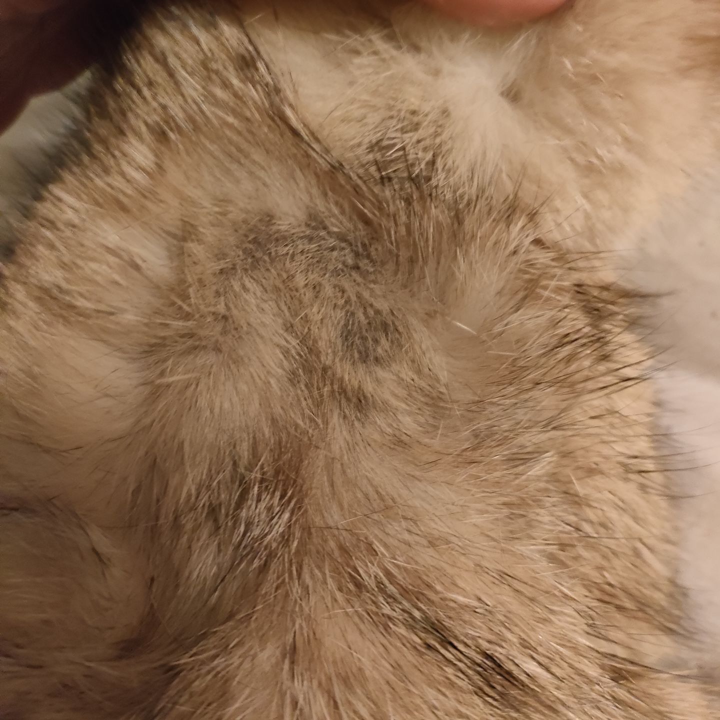Customer photo review of Cat Shampoo