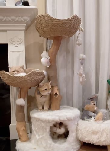 Customer photo review of Michu Selected Real Wood Cat Tree, Large