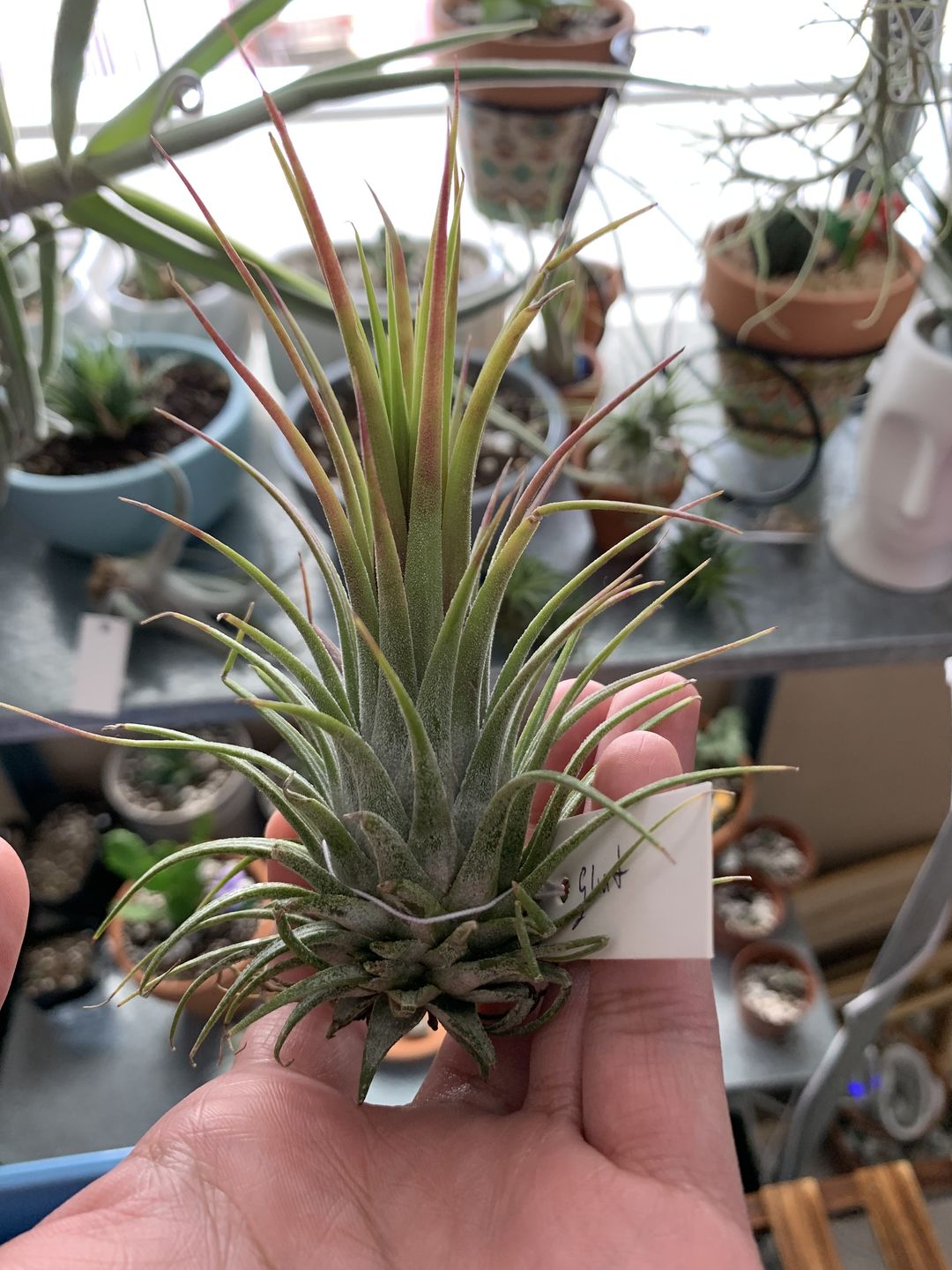 Customer photo review of Ionantha Guatemala