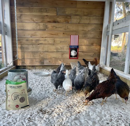 Customer photo review of GrubTerra Dried Larvae