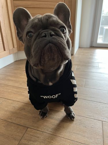 Customer photo review of Felpa "woof" Nera