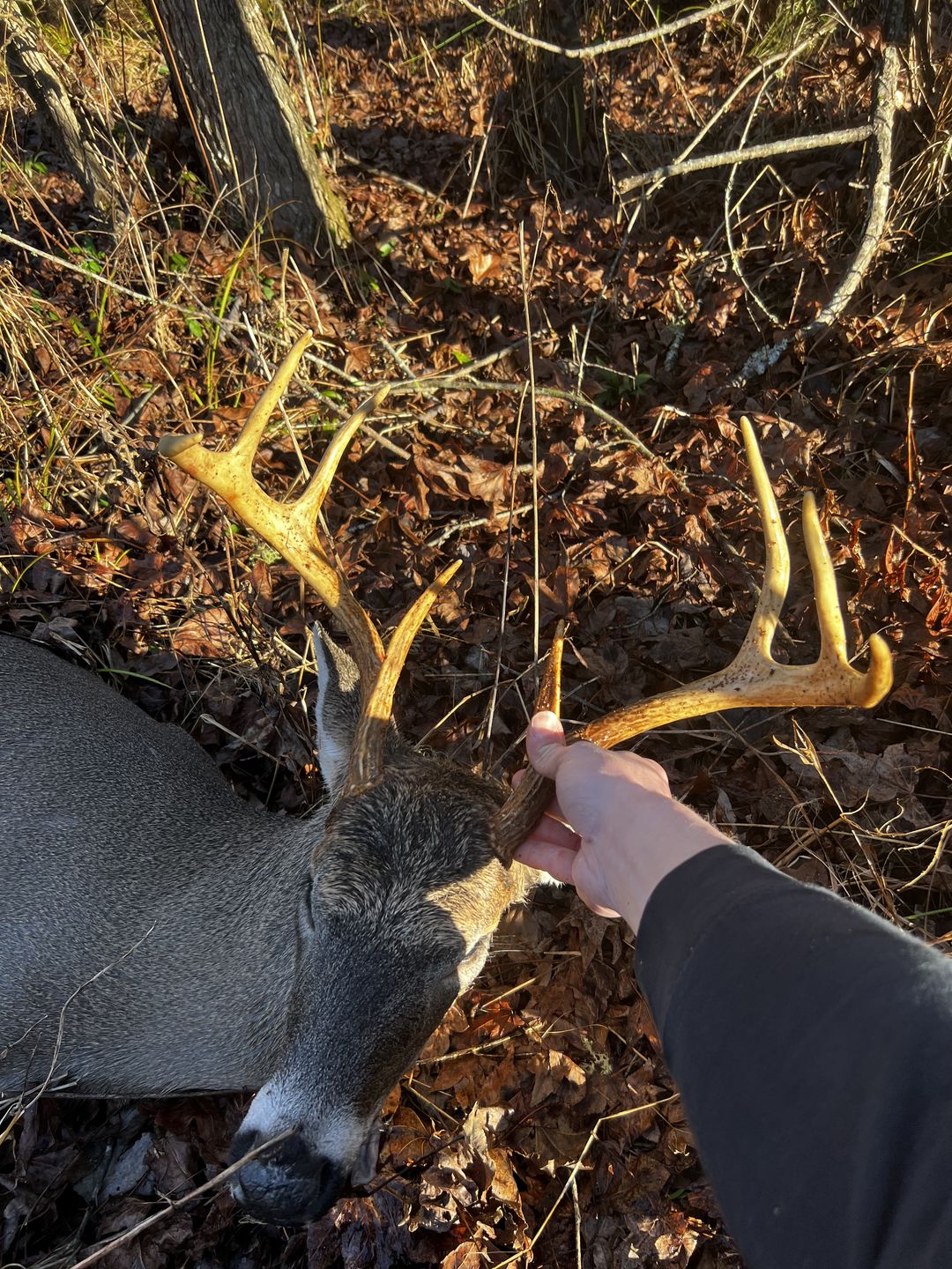 Customer photo review of D'Acquisto Series Hang-On .75