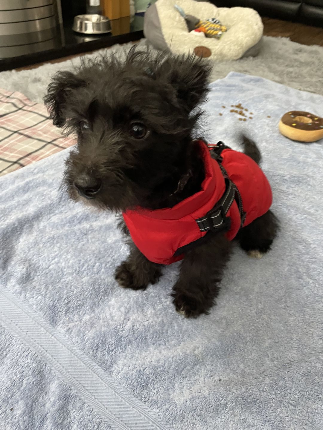Customer photo review of DoggyKings™ 3 in 1 Jacket