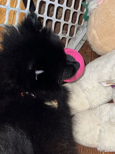 Customer photo review of Polkadog