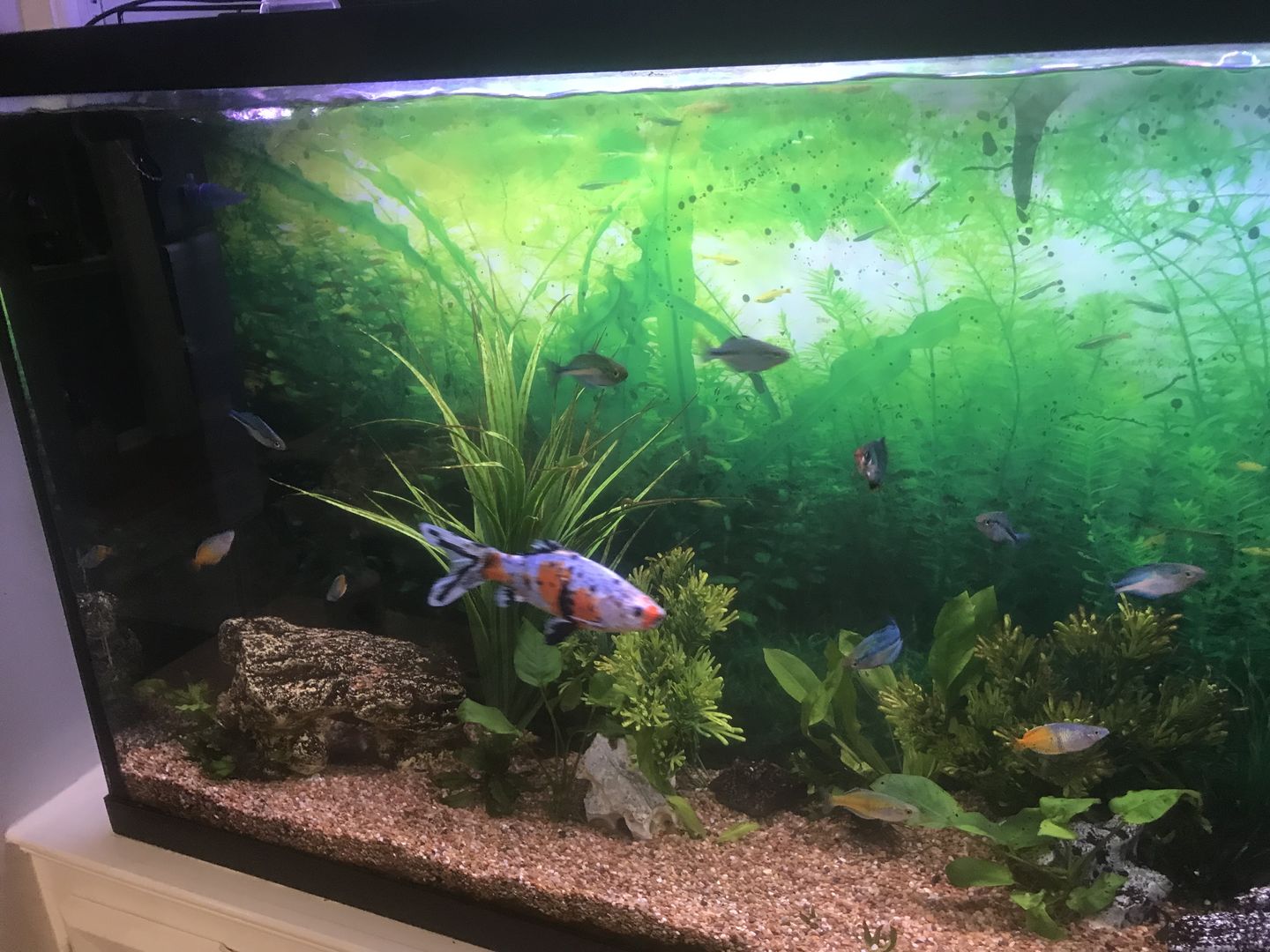 Customer photo review of Shark PRO