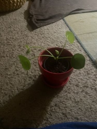 Customer photo review of Chinese Money