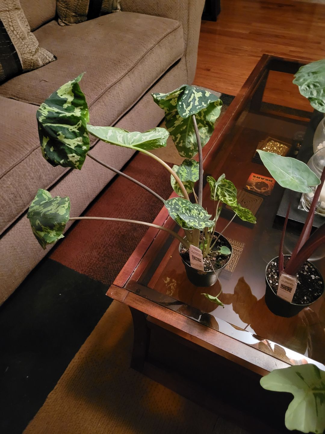Customer photo review of 4" Caladium praetermissum 'Hilo Beauty'