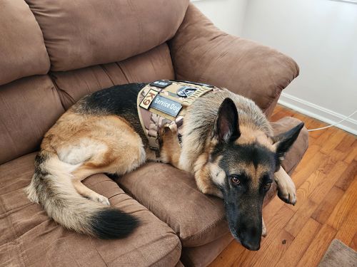 Customer photo review of 10-In-1 Tactical K9 Harness System - Full Set Dog Harness Bundle (Includes: Tactical No-Pull Dog Harness + Bungee Leash + Collar + MOLLE Pouches + First Aid Kit + 12 Hook & Loop Patches + Dog Goggles + Safety Belt + Travel Water Bowl + Dog Waste Bags)