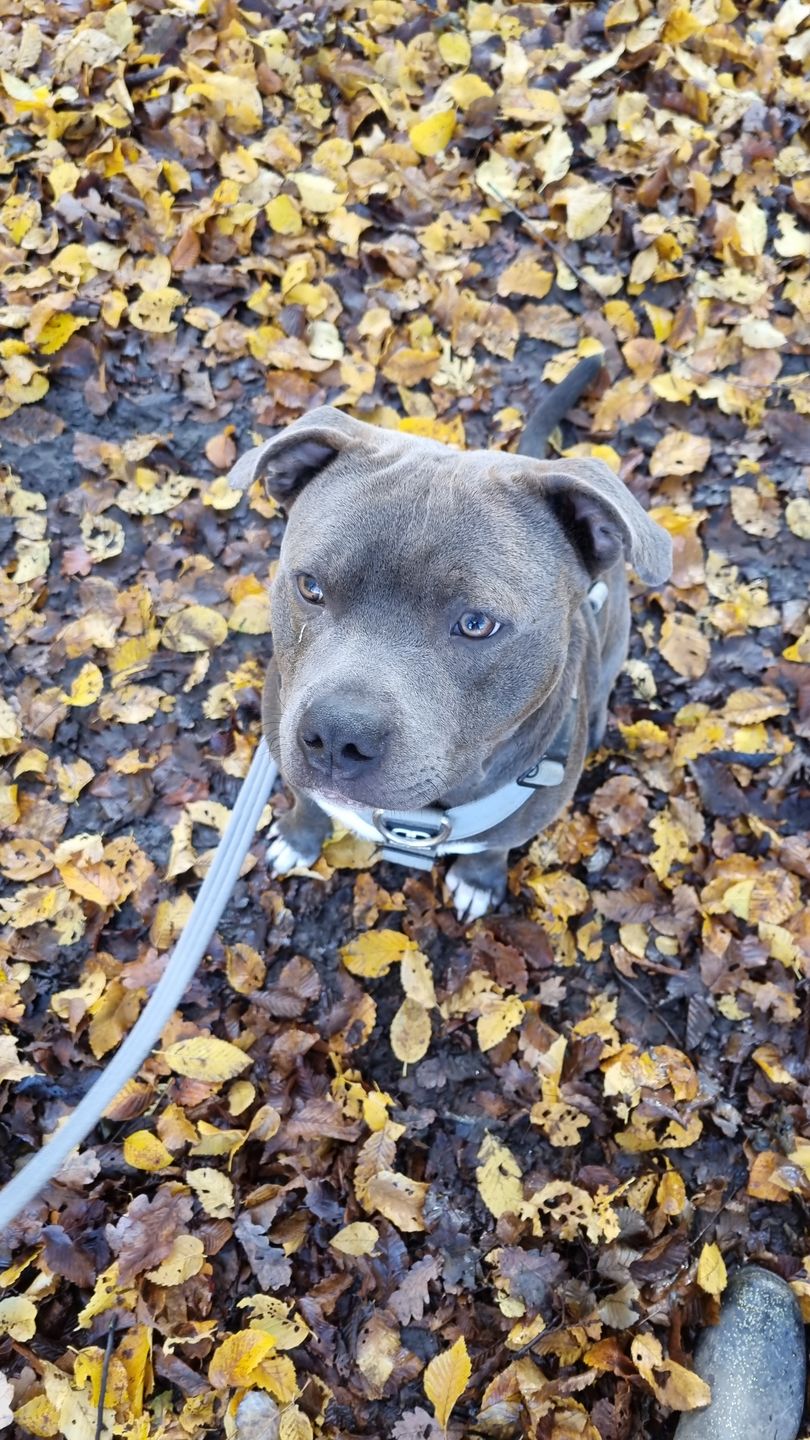 Customer photo review of TRI-Harness® | Anti-Pull, Adjustable & Durable - Dog Trainers Choice - Metal Grey v2.0