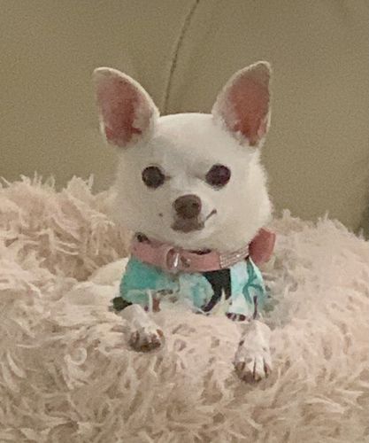 Customer photo review of Original Calming Donut Cuddler Cat and Dog Bed