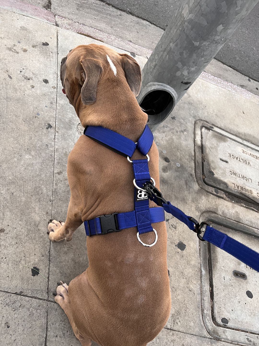 Customer photo review of TRI-Harness® | Anti-Pull, Adjustable & Durable - Dog Trainers Choice -  Blue v2.0