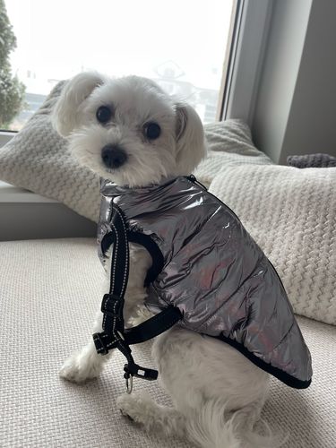 Customer photo review of Cozy Pup Winter Jacket: Keep Your Dog Warm and Dry in Style!
