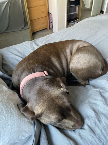 Customer photo review of Salmon Collar