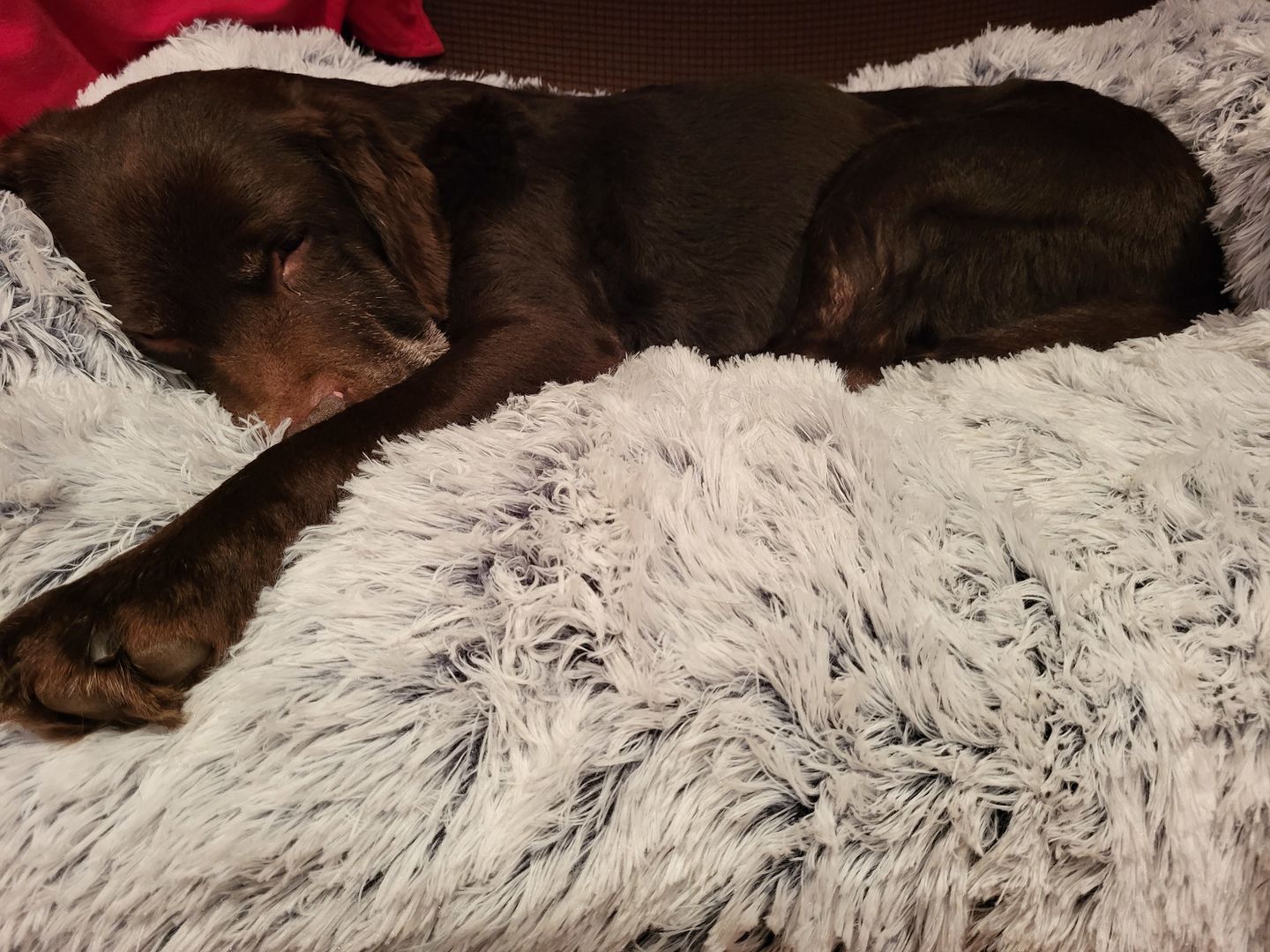 Customer photo review of Coussin Protecteur & Ultra Confortable PuppySafe