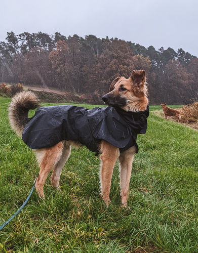 Customer photo review of Visibility Raincoat Dark for Dogs