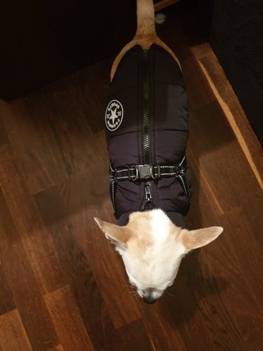 Customer photo review of Cozy Pup Winter Jacket: Keep Your Dog Warm and Dry in Style!