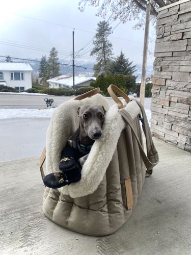 Customer photo review of Сarrying Pony Bag beige