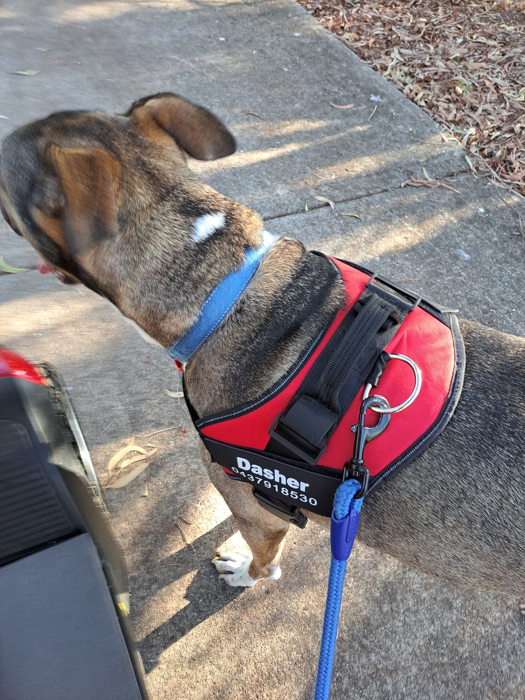 Customer photo review of Safety No Pull Dog Harness