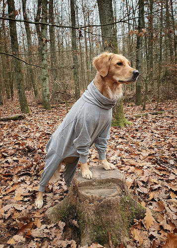 Customer photo review of Recovery Overall for Dogs