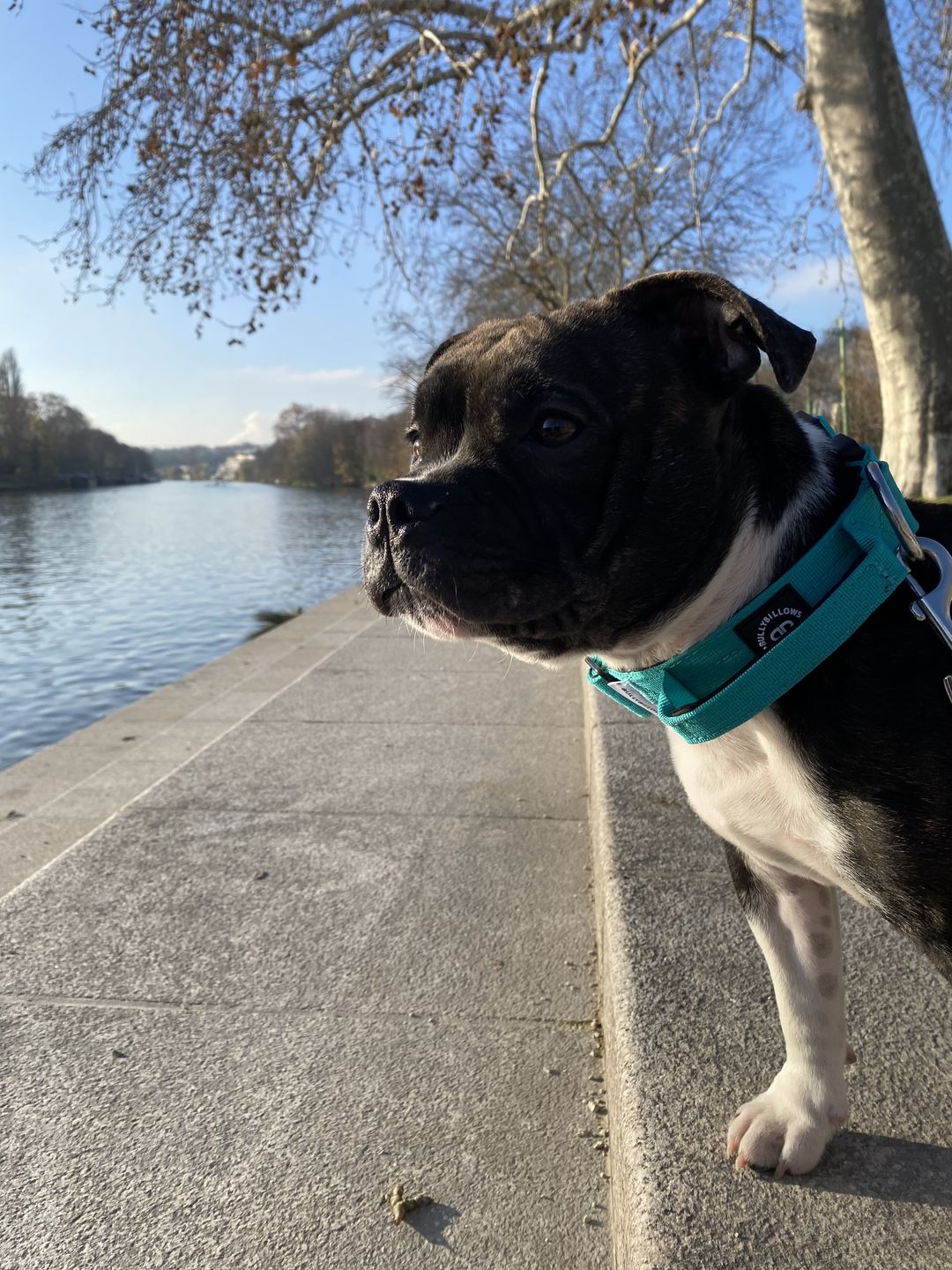 Customer photo review of 4cm Combat® Collar | With Handle & Rated Clip - Turquoise v2.0