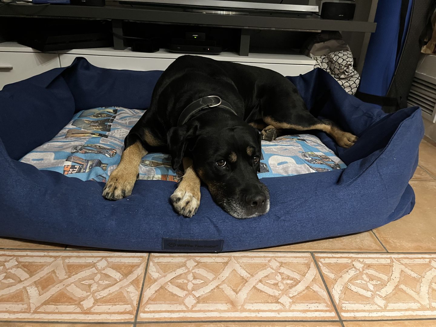 Customer photo review of Orthopädische Hunde Couch