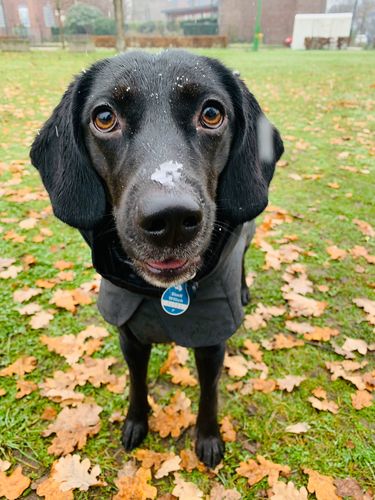 Customer photo review of Visibility Raincoat Dark for Dogs
