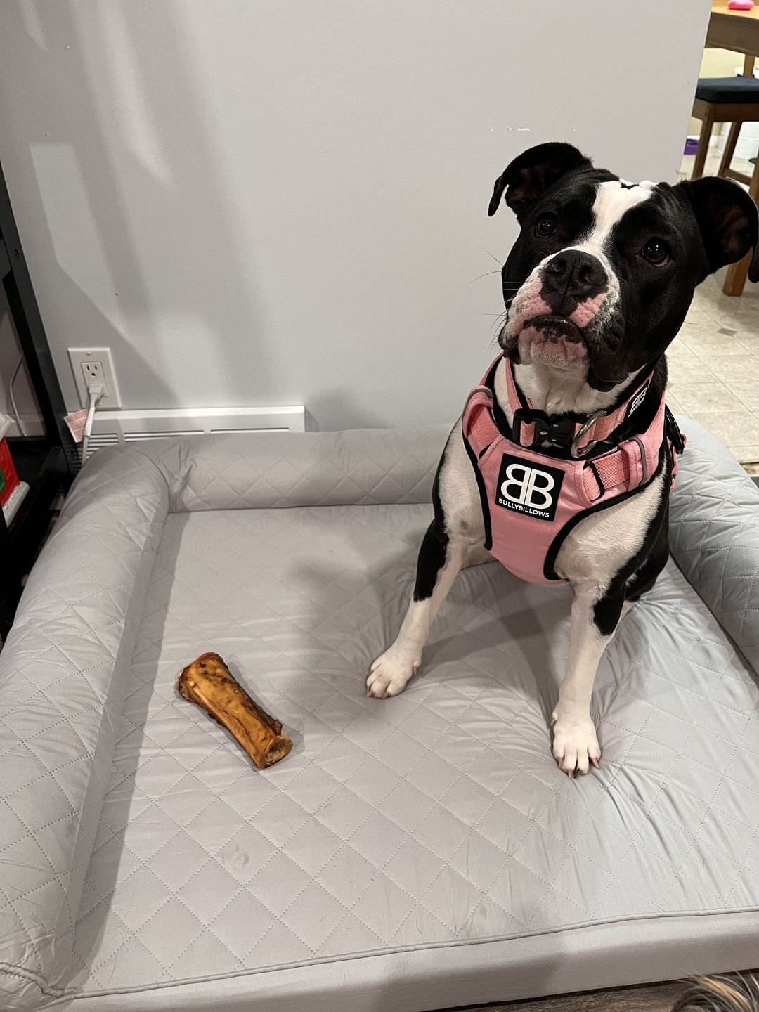 Customer photo review of 4cm Combat® Collar | Rated Clip - NO HANDLE - Pink v2.0