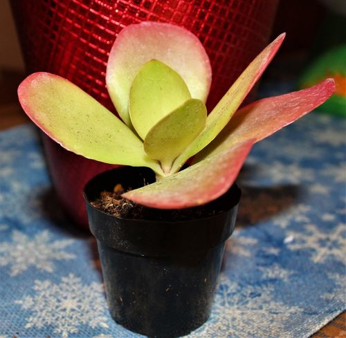Customer photo review of Dragonfire | Kalanchoe Dragonfire