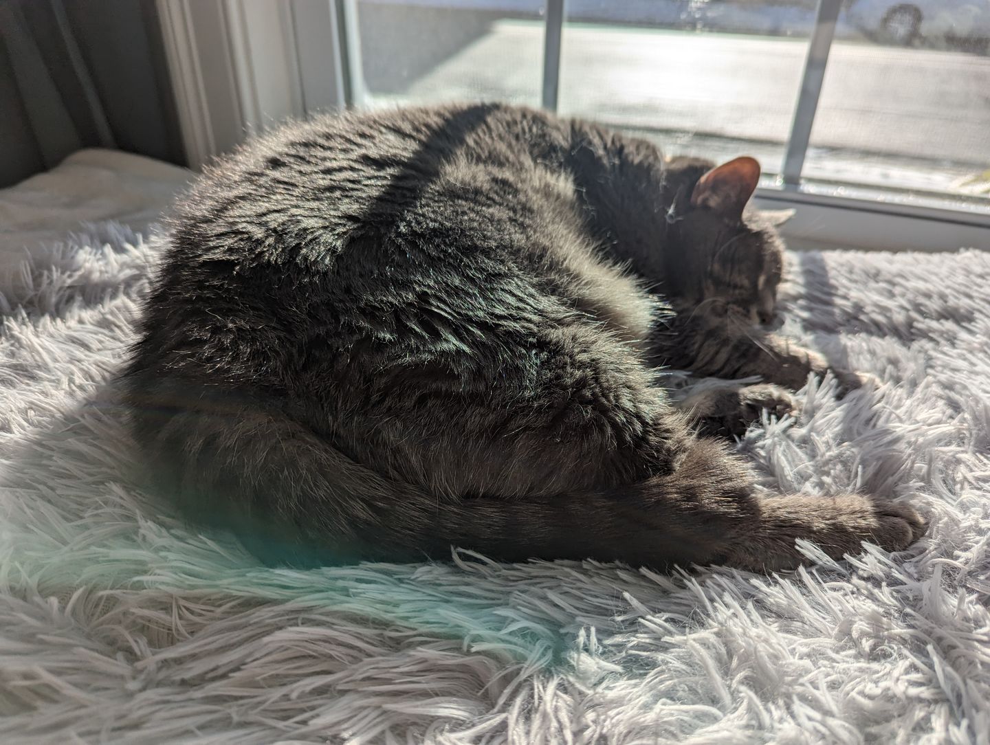 Customer photo review of 2-in-1 Soothing Cat Bed