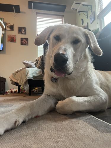 Customer photo review of Mountain Silicone