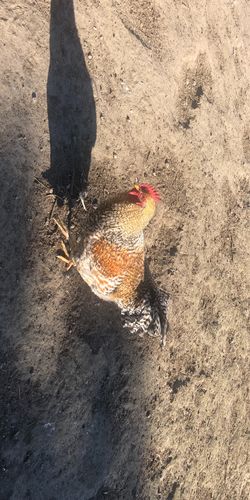 Customer photo review of BlackTasty™ Getrocknete Soldatenfliegenlarven