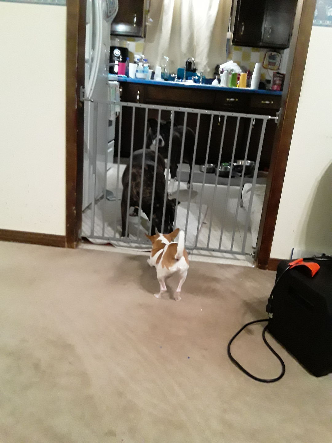 Customer photo review of Dog & Cat Weight Loss & Hypothyroid Support Remedy