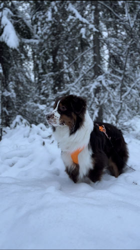 Customer photo review of Visibility Harness for Dogs Orange