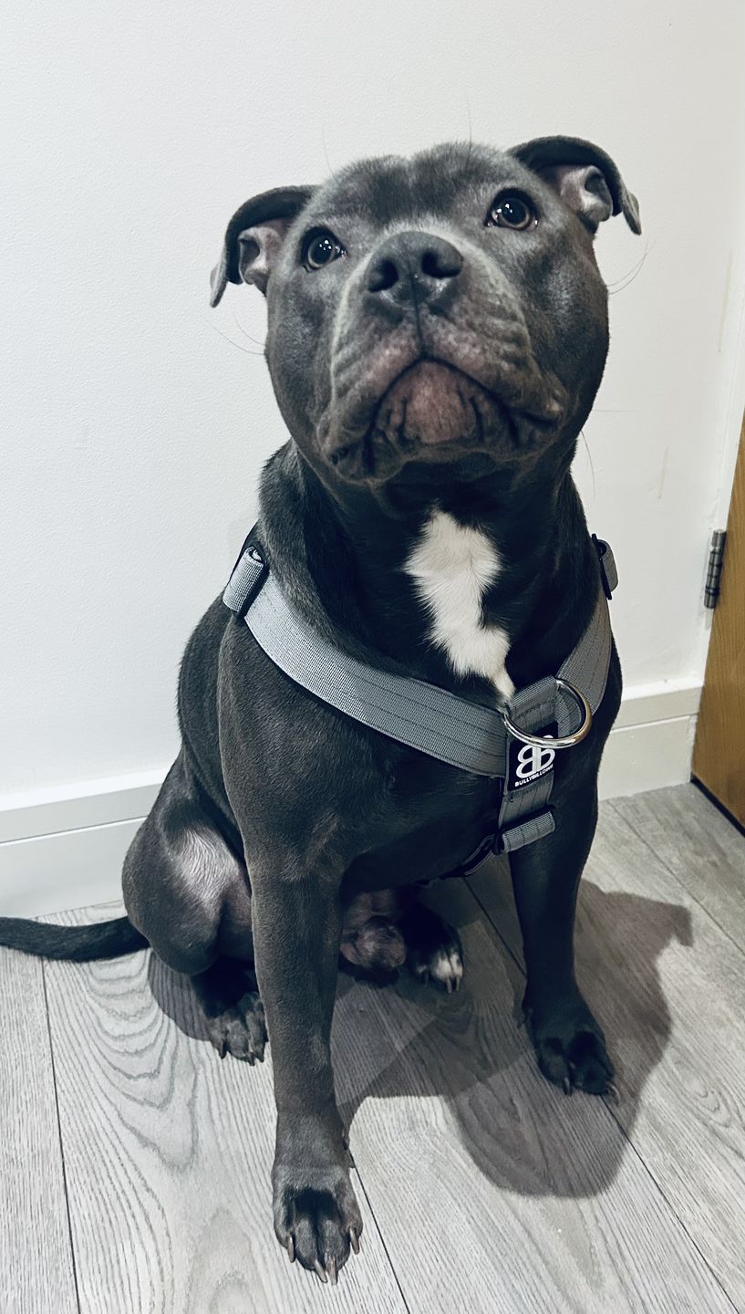 Customer photo review of TRI-Harness® | Anti-Pull, Adjustable & Durable - Dog Trainers Choice - Metal Grey v2.0