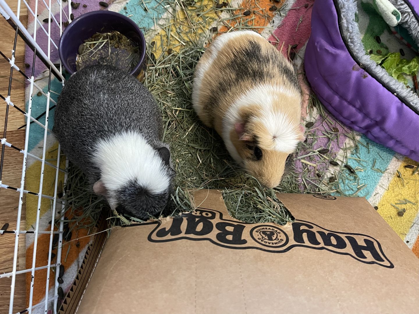 Customer photo review of GuineaDad Hay Bar (5 Pack) - Orchard - Micro-Filtered Guinea Pig Hay