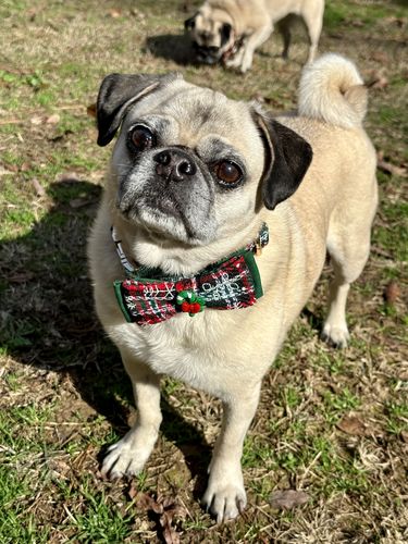 Customer photo review of Christmas dog collar with bow tie - Green Tartan plaid