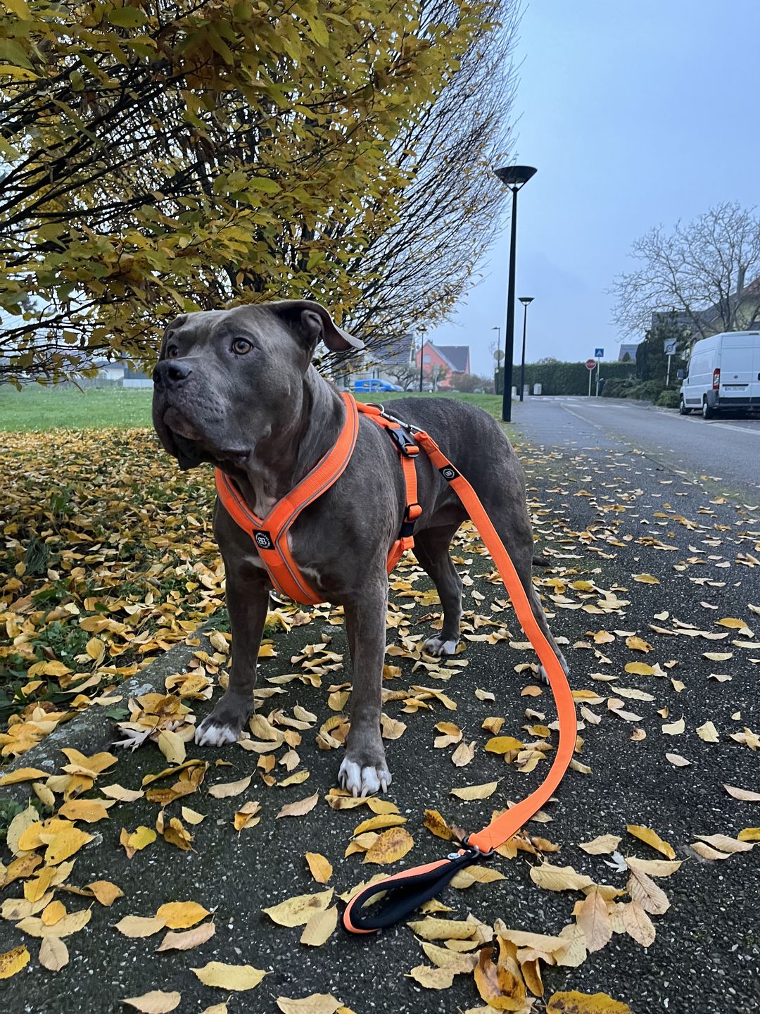 Customer photo review of RR - Slip on Padded Comfort Harness | Non Restrictive & Reflective - Orange