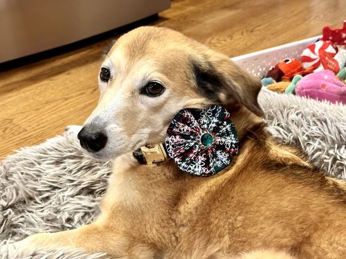 Customer photo review of Dog collar with flower - Christmas Medallions