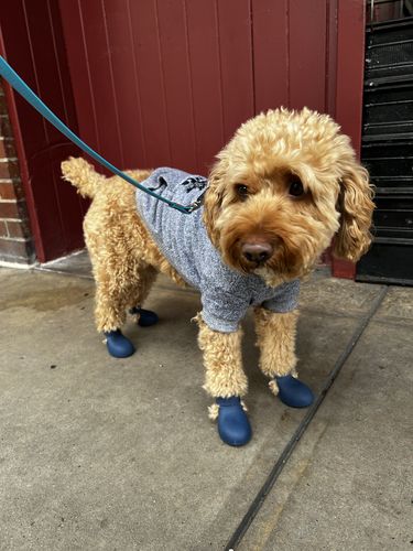Customer photo review of WagWellie® Single