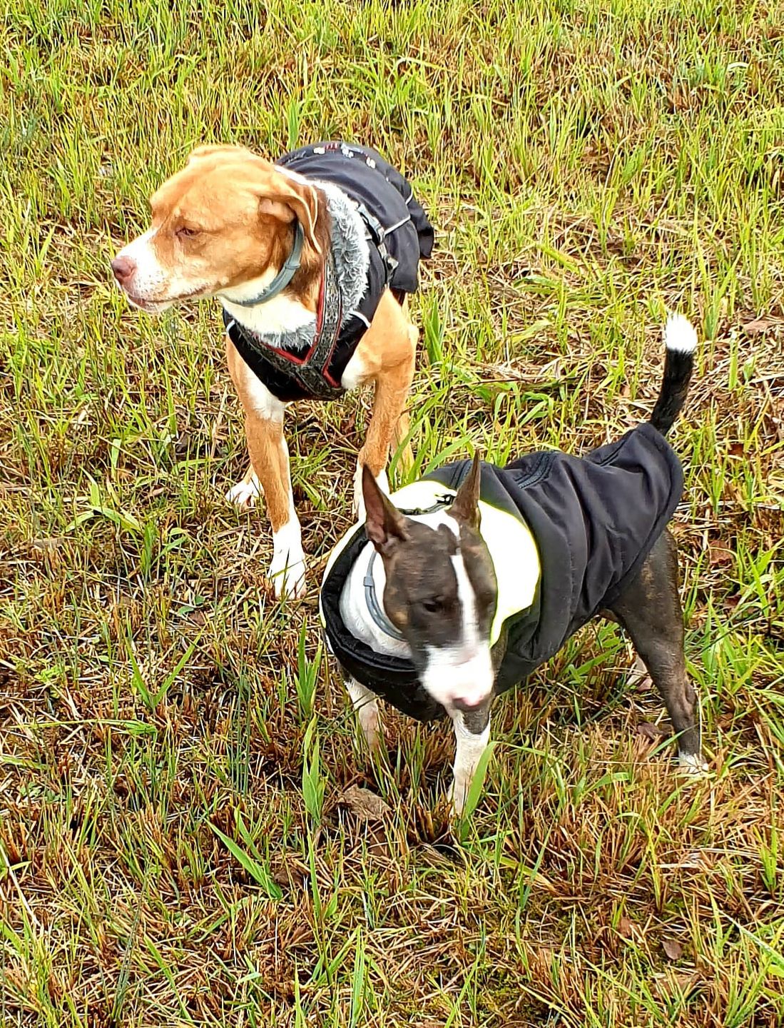 Customer photo review of NutriDog Starter-Box - 3 Sorten in 500g Portionen