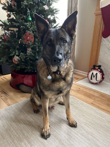 Customer photo review of Explorer